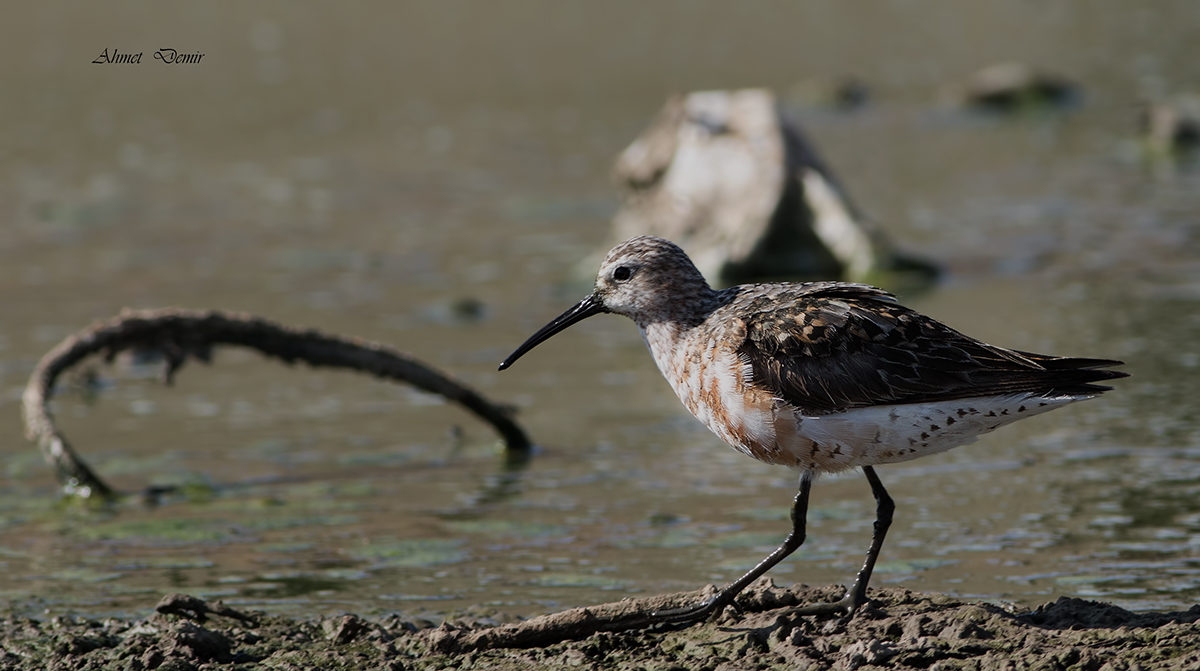 Curlew Sandpiper